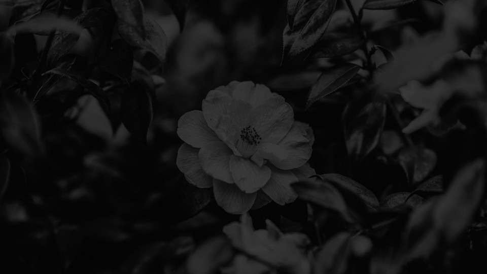 Spring Flower